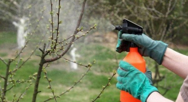 Jak zpracovat třešně na jaře proti chorobám a škůdcům?